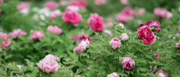 國花民意調(diào)查出爐   國花牡丹如何用于商業(yè)主題裝修設(shè)計(jì)